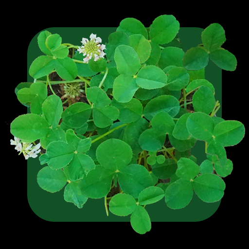四つ葉のクローバー【Four-Leaf Clover】の画像