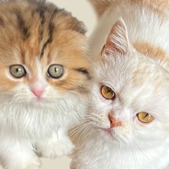 猫ヤクザの仁義にゃき戦いのアプリアイコン